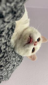 Rescue Domestic Short Hair Cats for Adoption in Indiana, Pennsylvania - Buddy | PetCurious