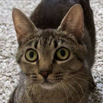 Rescue Domestic Short Hair Cats for Adoption in Brighton, Missouri - Didi | PetCurious