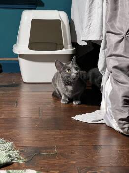 Domestic Short Hair Cats Available for Adoption in Waveland, Indiana - Bernadette | PetCurious