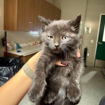 Adela -  Domestic Short Hair Cat for Adoption in Reno, Nevada - Adela | PetCurious