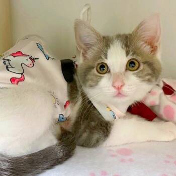 Megatron -  Domestic Short Hair Cat for Adoption in Woodinville, Washington - Megatron | PetCurious