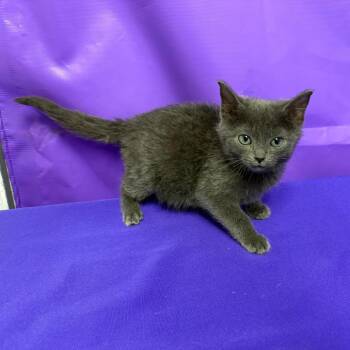 Dee -  Domestic Medium Hair Cat for Adoption in North Myrtle Beach, South Carolina - Dee | PetCurious