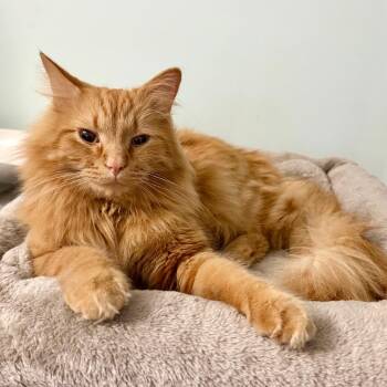 Domestic Long Hair Cats Available for Adoption - Rusty (Fishsticks) | PetCurious