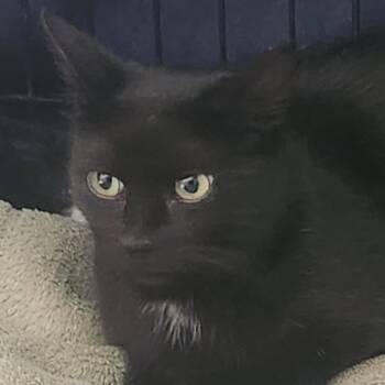 Bluebelle -  Domestic Short Hair Cat for Adoption in Burlington, Ontario - Bluebelle | PetCurious