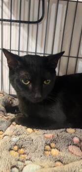 Domestic Short Hair Cats Available for Adoption in Billings, Montana - MORTICIA | PetCurious