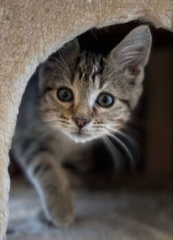 Rescue Tabby Cats for Adoption in Knoxville, Tennessee - Pluto | PetCurious