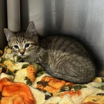 Domestic Short Hair Cats Available for Adoption in Mentor, Ohio - Cheese | PetCurious