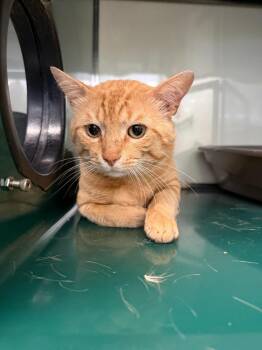 Domestic Short Hair Cats Available for Adoption in Little Elm, Texas - Thomas | PetCurious