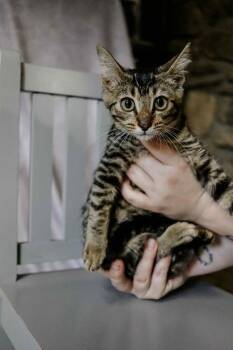Rescue Domestic Short Hair Cats for Adoption in Cosby, Tennessee - JohnBoy | PetCurious