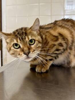Bengal and Domestic Short Hair Cats Available for Adoption in San Antonio, Texas - Lily | PetCurious