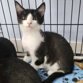 Rescue Domestic Short Hair Cats for Adoption in Portage, Michigan - Conway Kitty | PetCurious