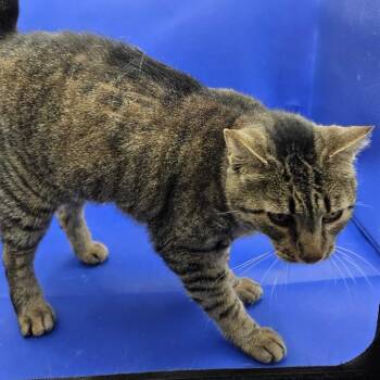 Cupcake -  Domestic Short Hair Cat for Adoption in Gonzales, Louisiana - Cupcake | PetCurious