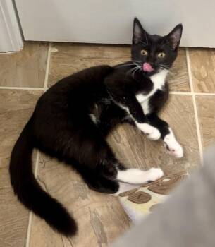 Domestic Short Hair Cats Available for Adoption in Youngsville, North Carolina - Mirelune26 | PetCurious