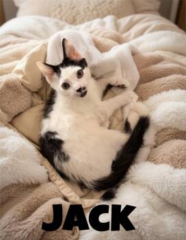 Jack, Willow Grove Area, (FCID 06/24/2026-133) -  Domestic Short Hair Cat for Adoption in Greenville, Delaware - Jack, Willow Grove Area, (FCID 06/24/2026-133) | PetCurious