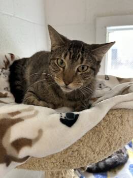 Rescue Domestic Short Hair Cats for Adoption in Ontario, California - Frank | PetCurious
