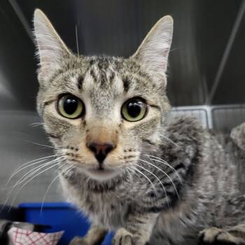 Rescue Domestic Short Hair Cats for Adoption in Idaho Falls, Idaho - Glen | PetCurious