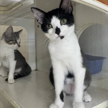 Abram -  Domestic Short Hair Cat for Adoption in Breese, Illinois - Abram | PetCurious