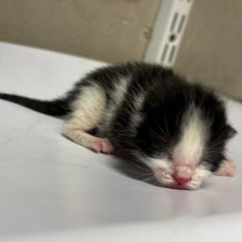 Tux -  Domestic Short Hair Cat for Adoption in Yuma, Arizona - Tux | PetCurious