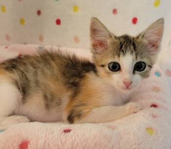 Trixie -  Domestic Short Hair Cat for Adoption in King William, Virginia - Trixie | PetCurious