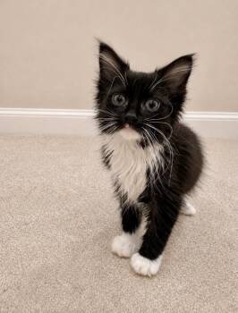 Nemo -  Domestic Long Hair Cat for Adoption in New Cumberland, West Virginia - Nemo | PetCurious