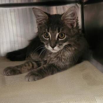 Cool Ranch Dorito -  Domestic Medium Hair Cat for Adoption in Murray, Utah - Cool Ranch Dorito | PetCurious