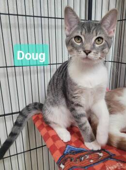 Doug -  Domestic Short Hair Cat for Adoption in Richmond, Indiana - Doug | PetCurious