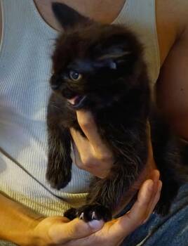 Boulder -  Domestic Medium Hair Cat for Adoption in Lenexa, Kansas - Boulder | PetCurious