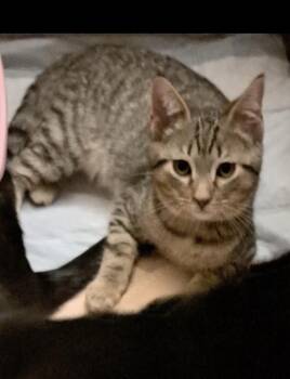 Domestic Short Hair Cats Available for Adoption in West Mifflin, Pennsylvania - Atlas | PetCurious