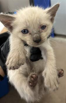 NIKI -  Domestic Short Hair Cat for Adoption in Dallas, Texas - NIKI | PetCurious