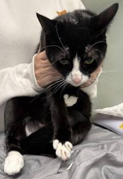 Domestic Short Hair Cats Available for Adoption in Daytona Beach, Florida - Bella | PetCurious