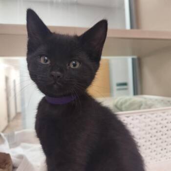 Domestic Short Hair Cats Available for Adoption in Pueblo, Colorado - ALEX | PetCurious
