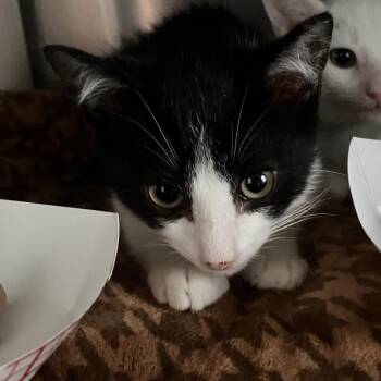 Harvey -  Domestic Short Hair Cat for Adoption in Marshall, Virginia - Harvey | PetCurious