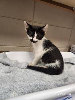 FIG -  Domestic Short Hair Cat for Adoption - FIG | PetCurious