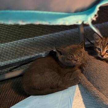 Pearl -  Domestic Short Hair Cat for Adoption in Bentonville, Arkansas - Pearl | PetCurious