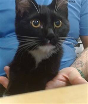 JAY JAY -  Domestic Short Hair Cat for Adoption in Doral, Florida - JAY JAY | PetCurious