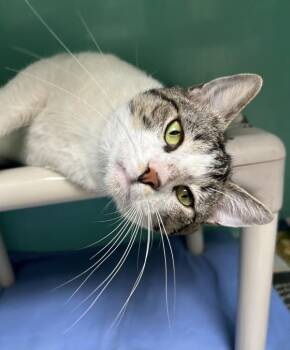 Domestic Short Hair Cats Available for Adoption in Novato, California - Zacharias | PetCurious