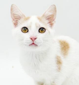 Rocky wins the heart of everyone he meets - TAIL AMPUTATED - OLD -  Turkish Van and Tabby Cat for Adoption in Bedford Hills, New York - Rocky Wins The Heart Of Everyone He Meets - TAIL AMPUTATED - OLD | PetCurious