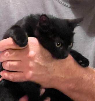 Rescue Domestic Short Hair Cats for Adoption in East Brunswick, New Jersey - Lucy | PetCurious