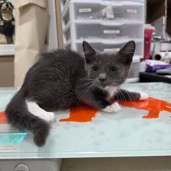 Wraith (Ghost Litter) -  Domestic Short Hair Cat for Adoption in TIMBERCRK CYN, Texas - Wraith (Ghost Litter) | PetCurious