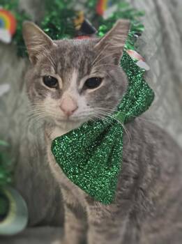 American Shorthair and Tabby Cats Available for Adoption - Kip | PetCurious