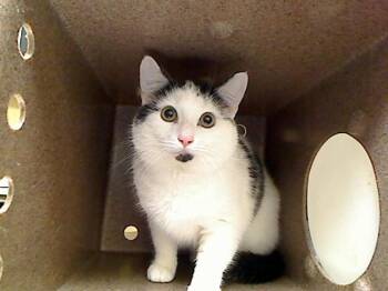 Domestic Short Hair Cats Available for Adoption in Cookeville, Tennessee - PATCHES | PetCurious