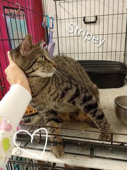 Stripey -  Domestic Short Hair Cat for Adoption in Saint James, Minnesota - Stripey | PetCurious