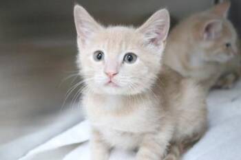Smeagol -  Domestic Short Hair Cat for Adoption in Brunswick, Georgia - Smeagol | PetCurious
