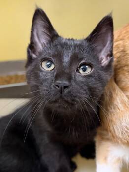 Dodger -  Domestic Short Hair Cat for Adoption in Menomonie, Wisconsin - Dodger | PetCurious