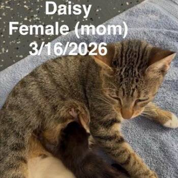 Daisy -  Domestic Short Hair Cat for Adoption in League City, Texas - Daisy | PetCurious