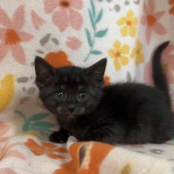 Norwegian Forest Cat and Maine Coon Cats Available for Adoption in Mount Vernon, Illinois - Clarabelle | PetCurious