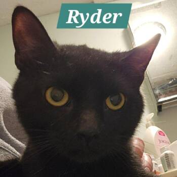 Ryder -  Domestic Short Hair Cat Available for Adoption in Aldie, Virginia - Ryder | PetCurious