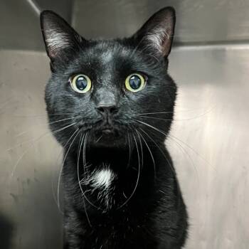 Rescue Domestic Short Hair Cats for Adoption in Newark, New Jersey - Simba | PetCurious