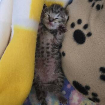 Voss -  Domestic Short Hair Cat for Adoption in Lynchburg, Virginia - Voss | PetCurious