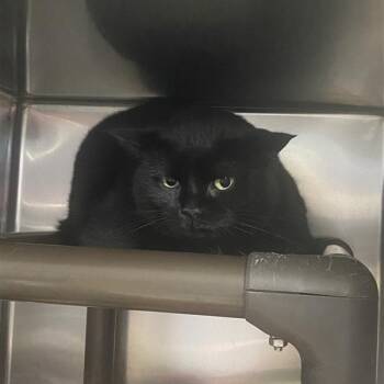 Rescue Domestic Short Hair Cats for Adoption in Windsor, Virginia - Antonio | PetCurious